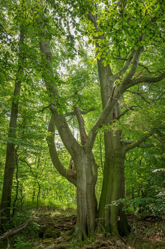 Tête de bois #06