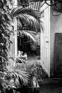Vies de chiens #08