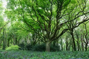 Têtes de bois #05