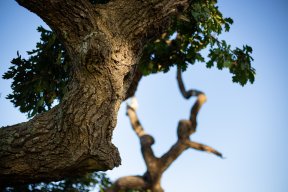 Têtes de bois #10