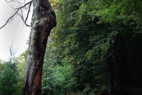 Têtes de bois #20
