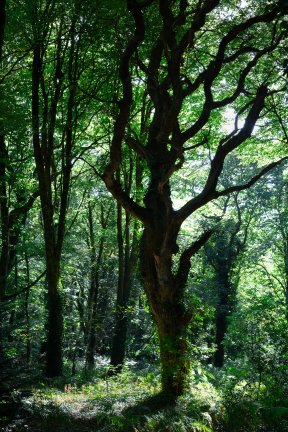 Têtes de bois #25